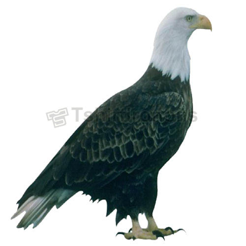 Eagle T-shirts Iron On Transfers N5488